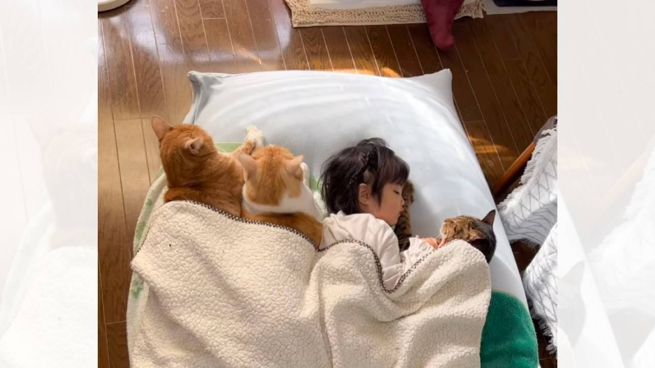 お布団で昼寝する3匹の猫たちと女の子が添い寝した結果…とんでもなく『羨ましい光景』が423万再生「私も挟まれたい」「大好きなんだね」