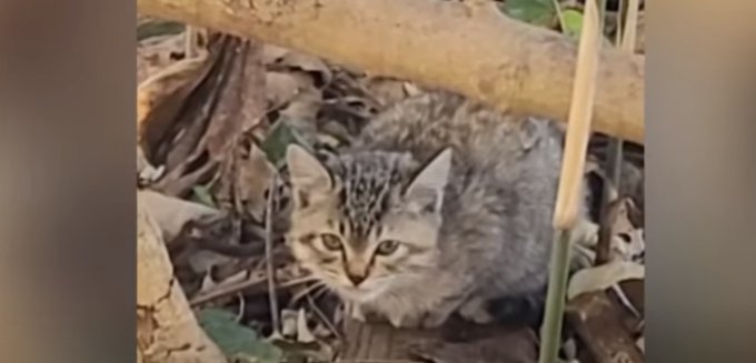 松林に遺棄された子猫…生き延びた理由に感動！