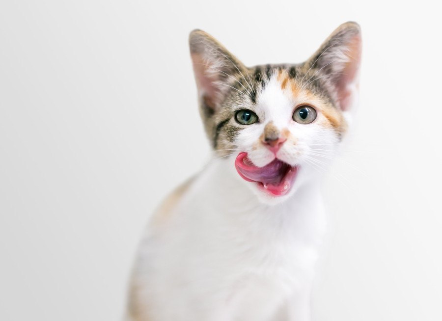 猫が口元をペロペロ舐める心理と原因３つ