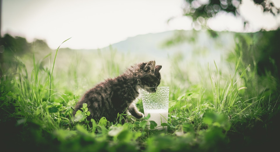 子猫にミルクを飲ませる方法！ただし牛乳で代用はする際は注意が必要