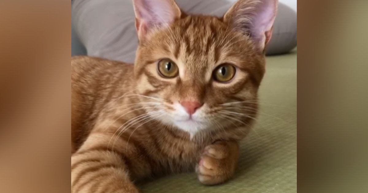 カメラで撮られていることに気付いた猫→次の瞬間…思わず笑ってしまう『可愛い瞬間』が117万再生「なかなか激しいｗ」「いきなりはずるいｗ」