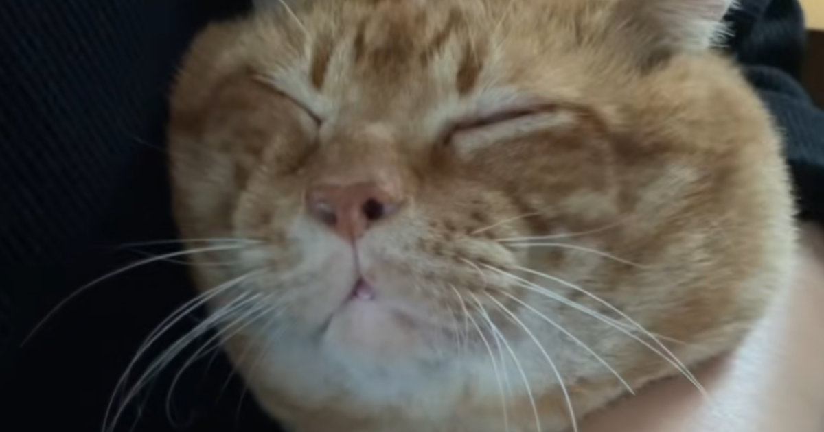 甘えん坊な猫を抱っこ→背中をトントンしていると…まるで赤ちゃんのような『尊すぎる光景』が16万再生「母性溢れちゃう」「幸せをありがとう」