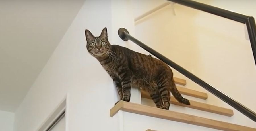 『猫の呼吸』？！様々な動きをする猫ちゃんたち！