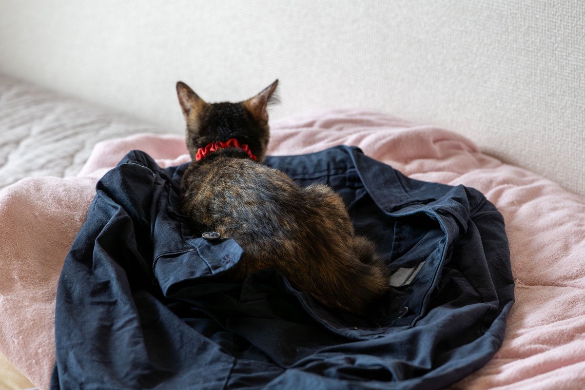 猫があなたの『服に潜ろうとする』理由4選　考えられる目的や気持ちを解説