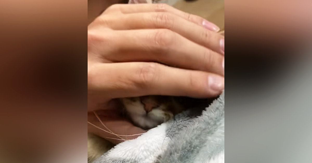 子猫の顔を『なでなで』していたら……「吹いたｗ」「ほぁぉって鳴きそう」予想を超える『衝撃のビジュアル』が63万再生「会社で爆笑した」