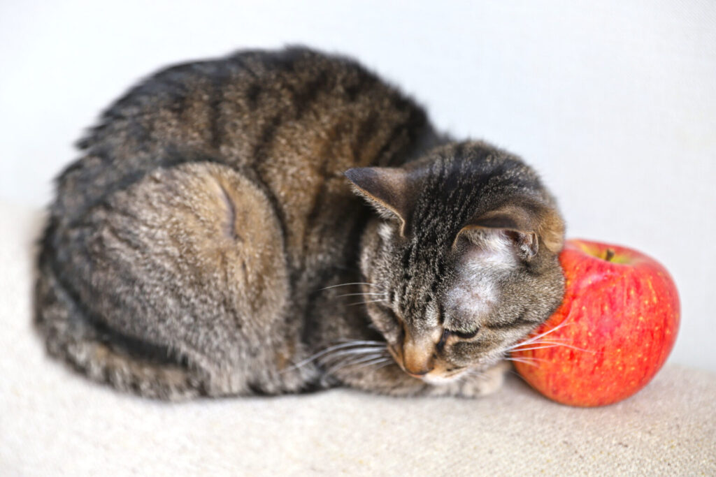 【獣医師監修】猫はりんごを食べても大丈夫?危険部位(皮・種)の注意点と対処法、正しい与え方から適量まで徹底解説