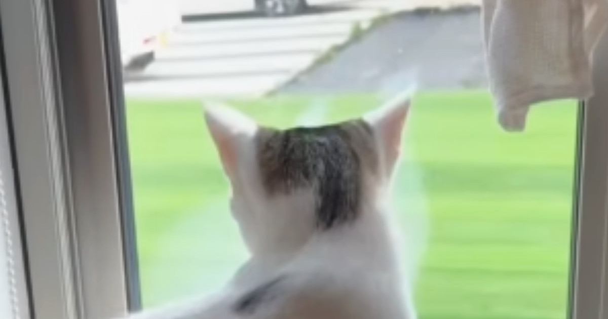 大好きなママが帰ってきたことに気づいた猫…あまりにも尊い『お出迎えの様子』が117万再生「テンションの上がり具合が凄いｗ」「犬みたい」