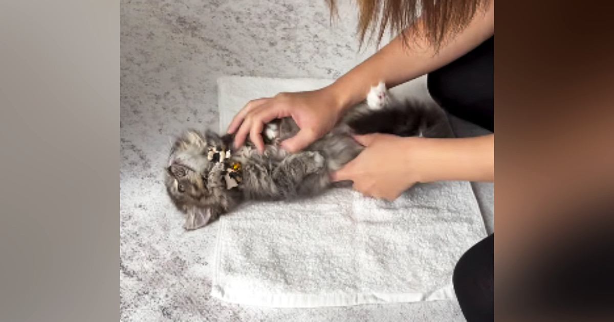 タオルの上に寝かされる子猫→タオルで包んでみると……『可愛すぎる光景』に癒される人が続出「されるがままｗ」「大人しすぎるｗ」