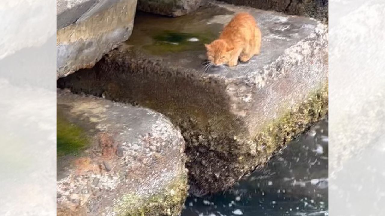 あと1時間で『海の中』になるところに"猫"が…被災地での危機一髪の救出劇に546万人が注目「諦めない気持ちに感動」「涙が出た」の声