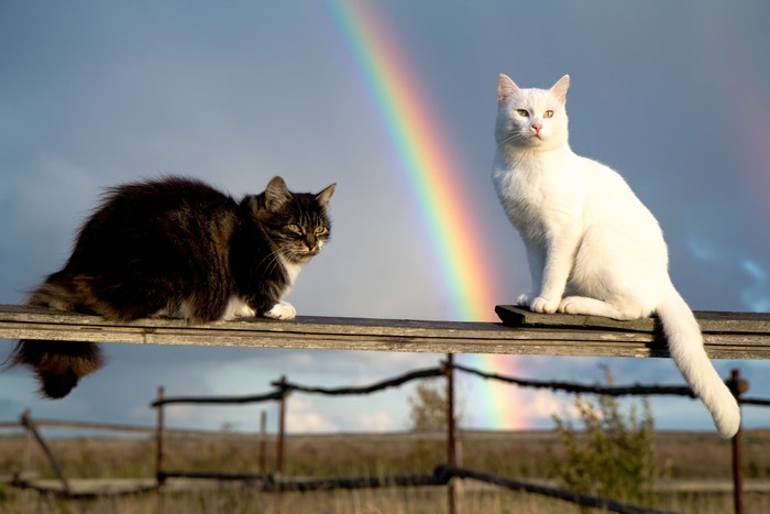 野良猫が雨の日にいる場所とその過ごし方