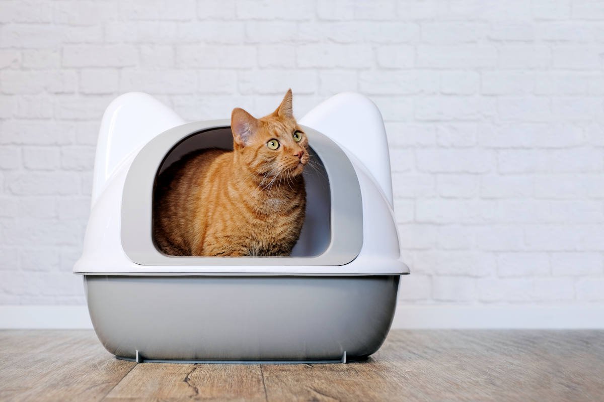 猫の『トイレの置き場所』はどこが正解？6つのベスポジとその理由