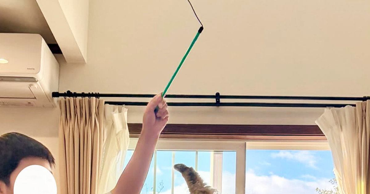 家に来て3日目の子猫→おもちゃで遊んでいるところを撮ったら…幸せあふれる光景に「めっちゃいい瞬間！」「躍動感ありすぎ」と43万表示