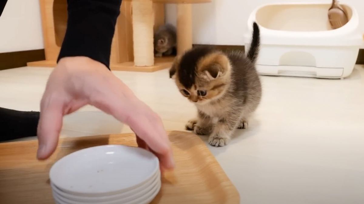 飼い主がご飯のお皿を片付けようとしたら、子猫が…『思わずニヤける』可愛い反応が53万2000再生「1時間ぶっ通しでも見てられる」「天使」