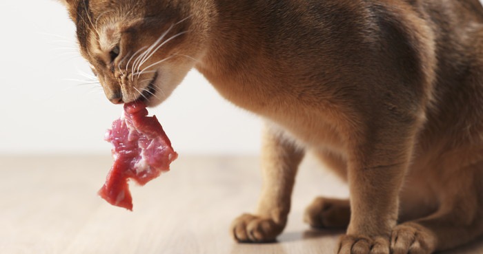 猫は肉食！肉と魚どっちが好きか実験してみた！