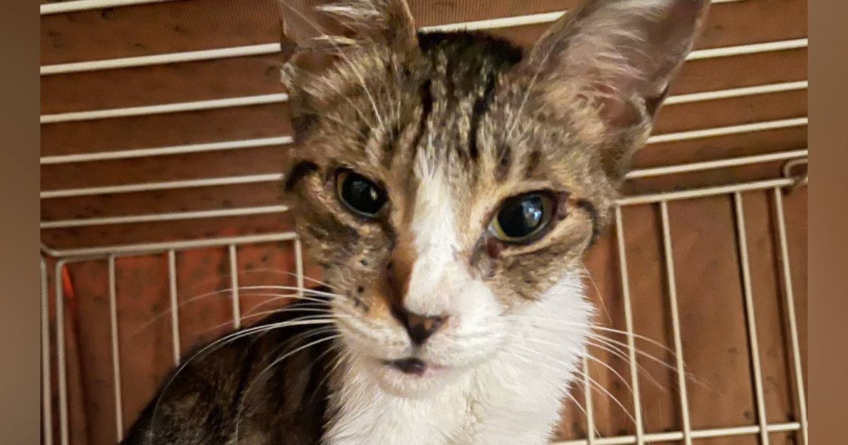 厳しい暑さの中、外にいた『ガリガリにやせ細った猫』→保護されて…別猫のように変わった『現在の様子』に感動「全然違う」「よかったねぇ」