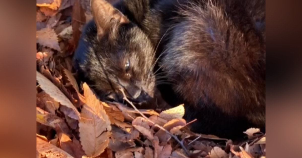 犬の散歩中、目の前を横切った『足を引きずる黒猫』→翌日探しに行くと…「涙がぼろぼろと出た」「素晴らしい」胸を打つ展開が32万再生