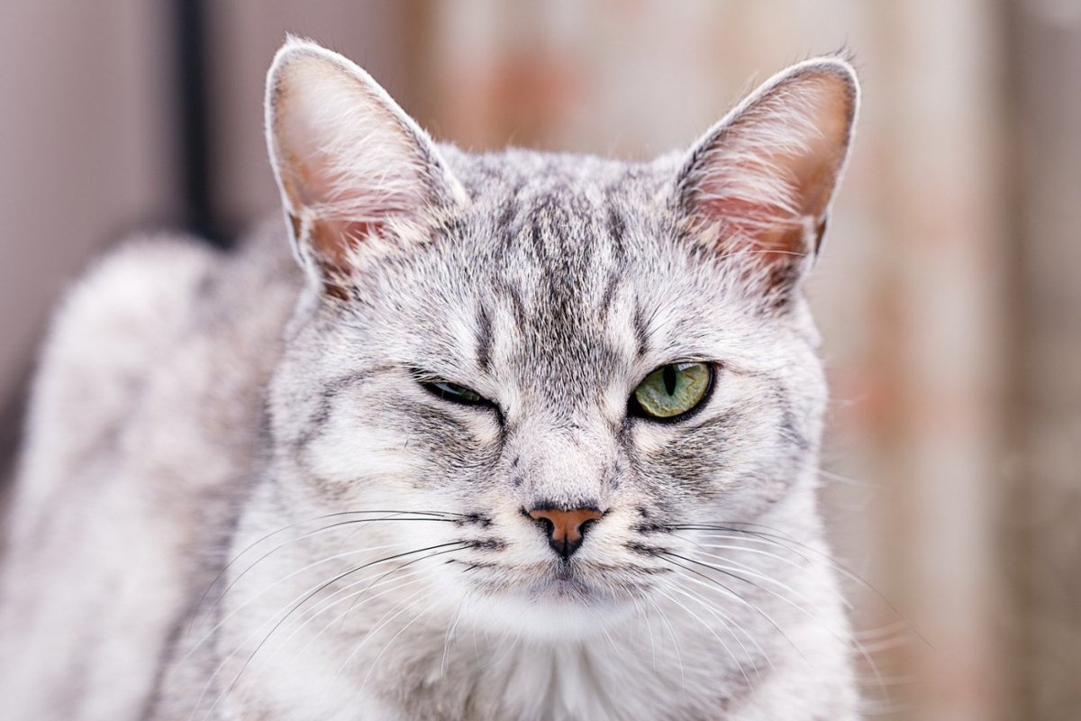 猫の目トラブル、放置は危険？めやに・充血・開きにくい時のチェックポイント【獣医師執筆】