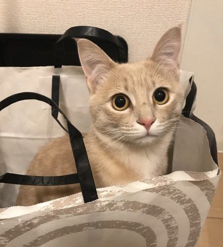 猫が心の準備を必要とすること6つ