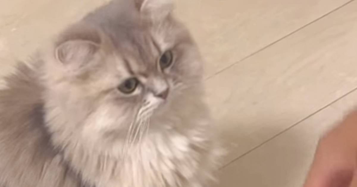 ネコの前に飼い主さんと遊びに来た男性が『同時に手を出した』結果…まさかの反応が笑えると67万再生「あざと可愛い女子ｗ」「なんか切ない」
