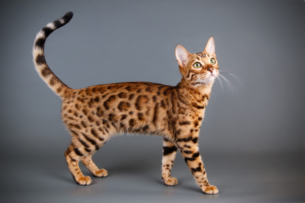 【獣医師監修】ベンガルってどんな猫？特徴や性格から飼う前の注意点・価格相場まで徹底解説