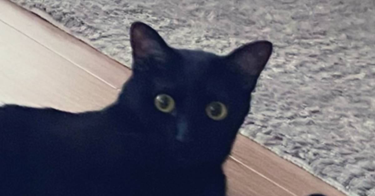 『仕事に行ってくるね』と猫に言ったら…飼い主に見せた『予想外のポーズ』が可愛すぎると115万表示「最高ｗ」「頑張って来いよ感がすごいｗ」