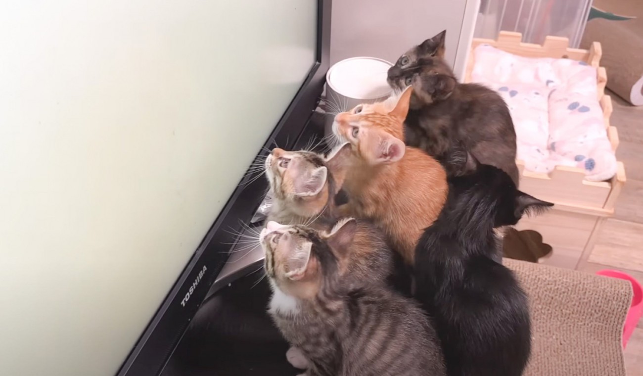 テレビで猫が楽しめる専用のものを流してみたら→子猫たちの反応が……「後ろ姿が可愛すぎる」「シンクロに釘付け」と癒される人が続出