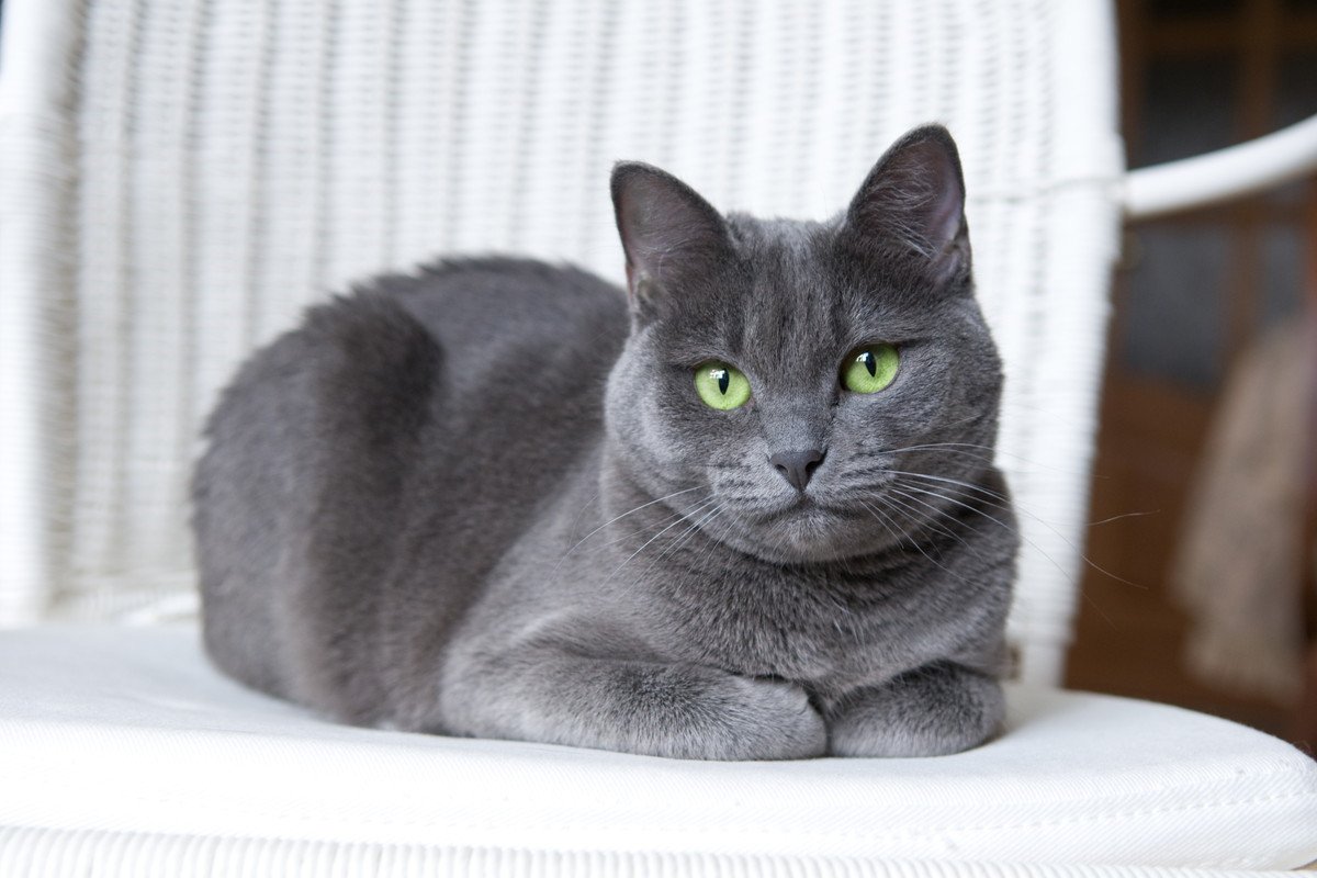 猫が『お手々ないない』しているときの心理4選　リラックスしているときだけじゃない？