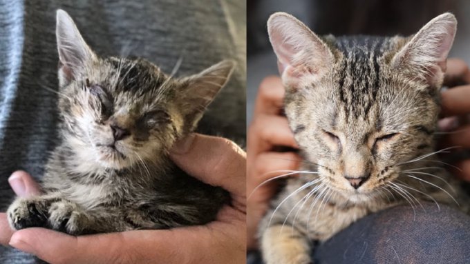 病気で視力を失った子猫……永遠の家族と出会い幸せに！