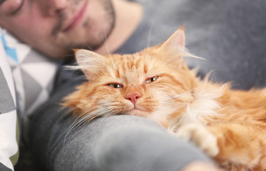 猫の気持ちが一気に冷めてしまう飼い主の行動５つ