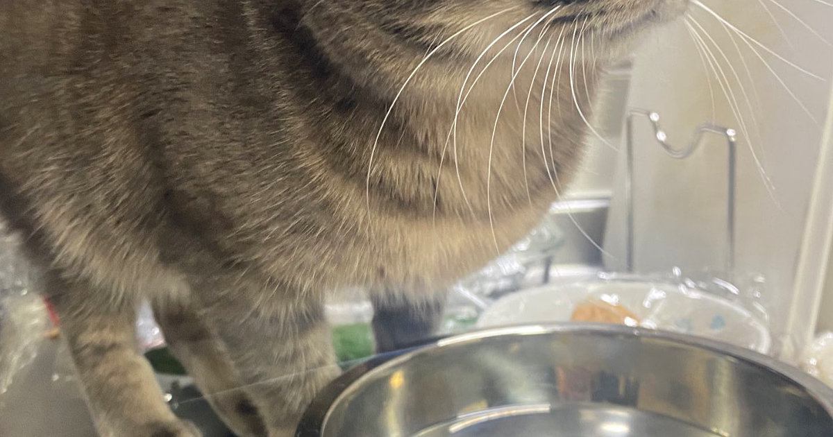 普段はあまり運動をしない旦那が『スクワット』を始めたら…猫が見せた『可愛すぎる表情』に２万いいね「くるったにゃ」「気になるよねぇｗ」