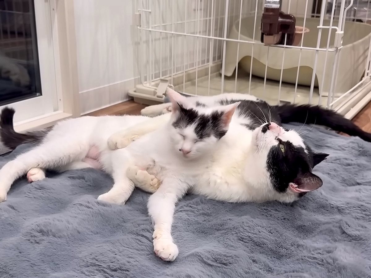 もうすぐ新しいお家に行く元保護猫→察した仲良しの猫が…想像以上に『別れを惜しむ姿』に「微笑ましくてホッコリ」「寂しいけど良かった」
