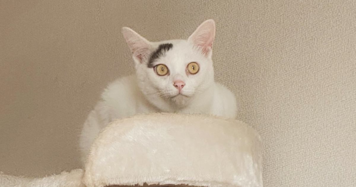 キャットタワーでくつろぐ2匹の白猫→まさかの『表情』と素敵すぎる『模様』に1万9000いいねの反響「眉毛分けあったのかな」「可愛い」
