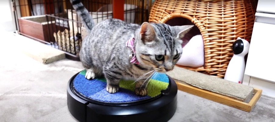 壊れないか心配！？ロボット掃除機に乗って遊ぶ猫さん