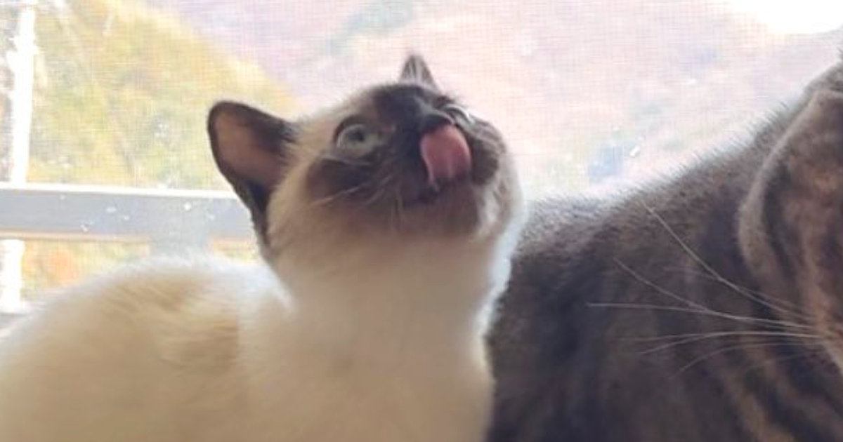 『先輩猫』が好きすぎて全力で甘えた結果→表情が……対照的な『2匹の様子』に爆笑の声続出「可愛すぎるｗ」「めっちゃいい」と１万いいね