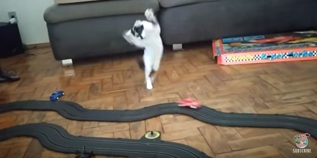 高速スロットカーに子猫大興奮！仁王立ちから舞い踊り！