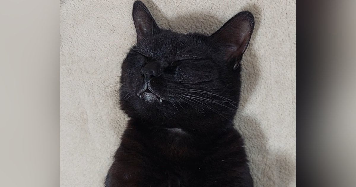 幸せそうな表情ですやすやと眠っていた猫→『おてて』を見たら…『尊い瞬間』に悶絶の声「やばい可愛すぎる」「ノックアウト～」と１万いいね