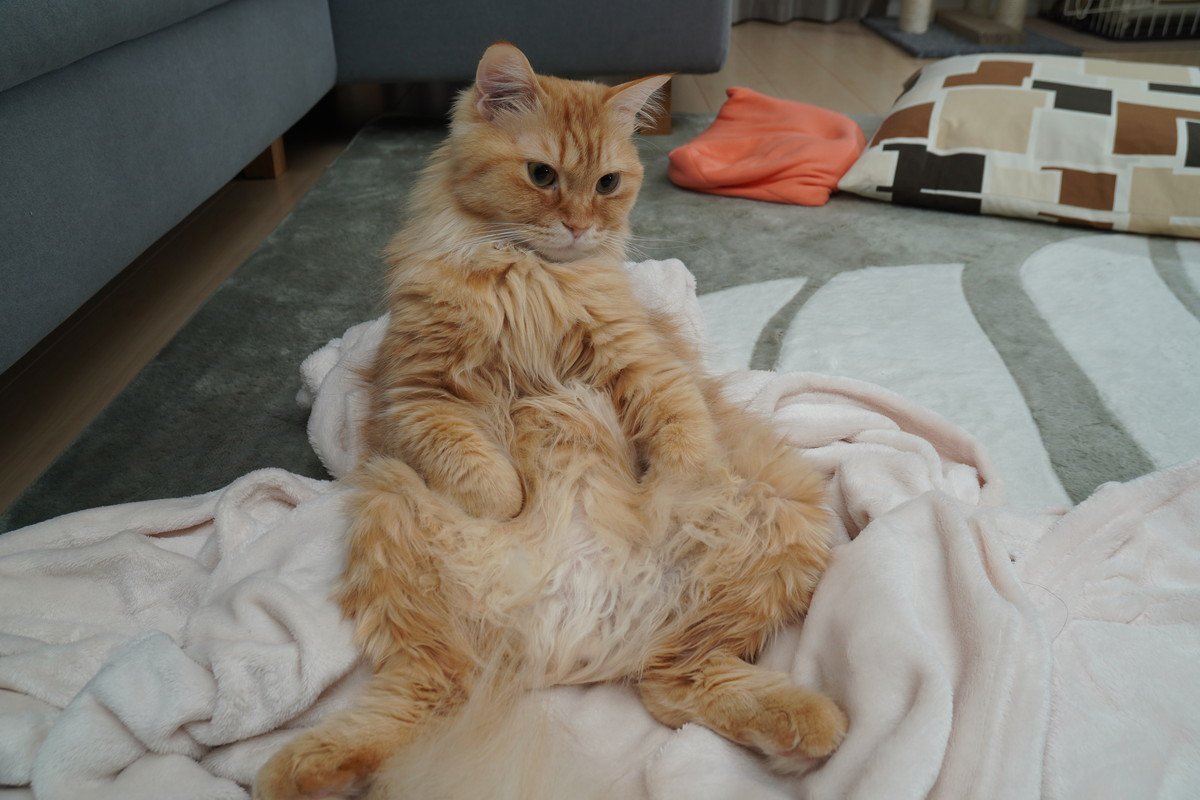 愛猫の『座り方が変』だと感じたら、疑うべき4つの病気　痛みを感じているサインかも
