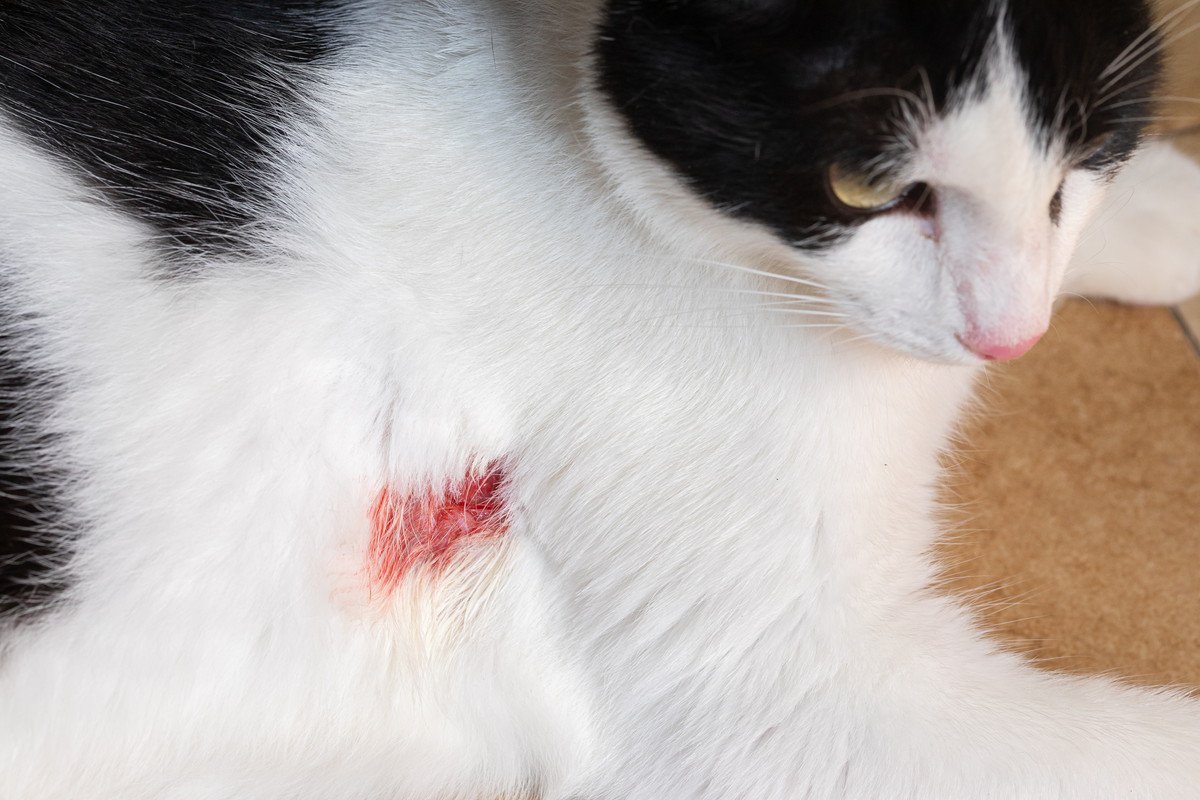 愛猫の命を救う『応急処置』の方法6選　万が一のケガや事故に備えておくべきこと