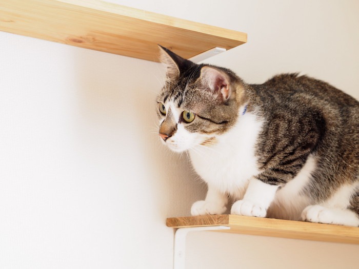 猫を賃貸で飼う時に気を付けたい4つのポイント