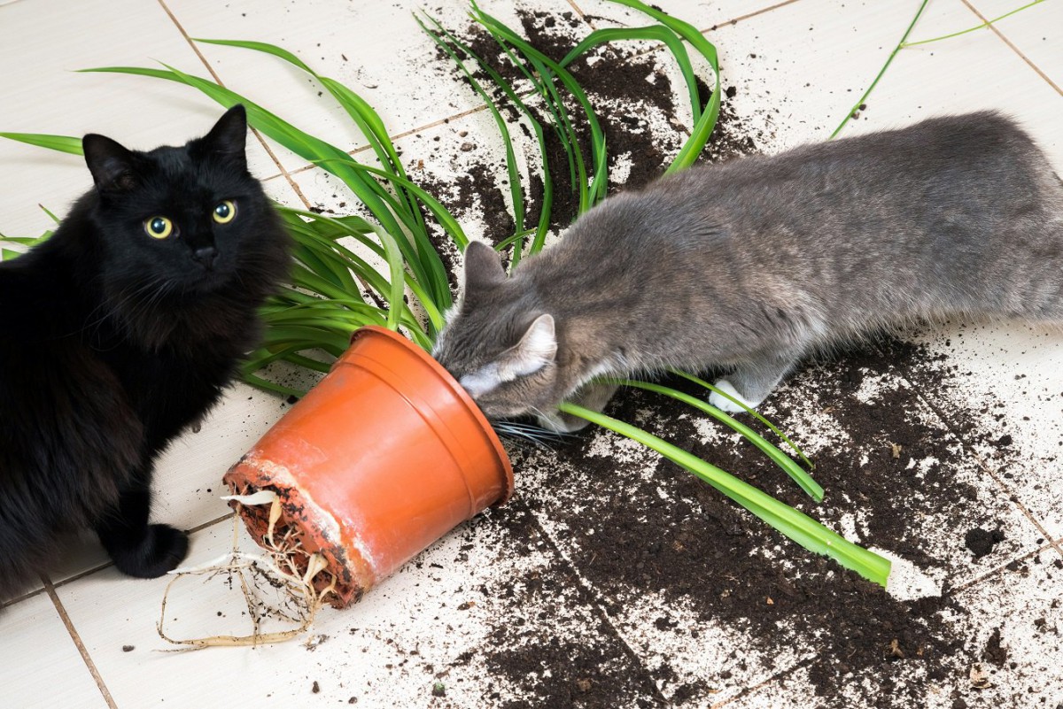 【あるある】猫にされて困ること３つ【なぜ今】