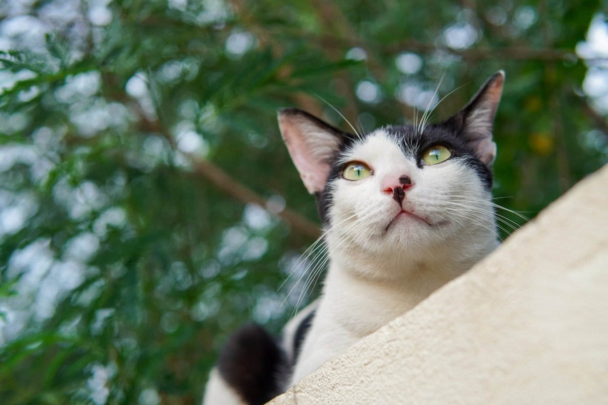 猫に与えちゃダメな『山菜』とは？2つのNGな山菜と危険な理由