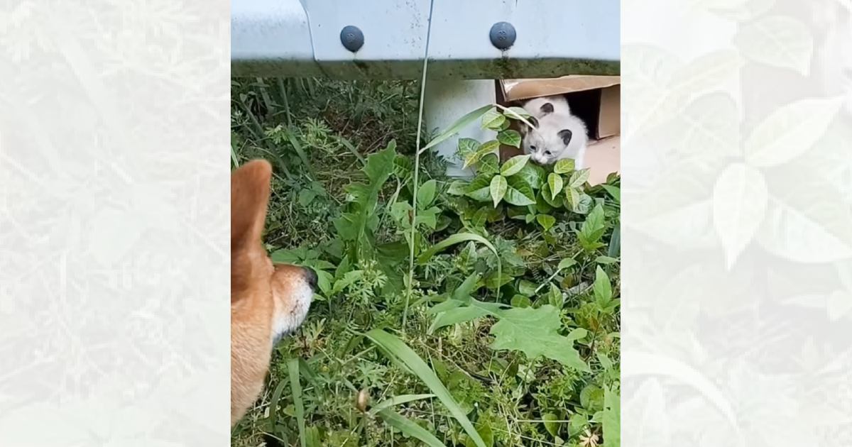 柴犬との散歩中に出会った『2匹の捨てられた子猫』→保護から2か月…成長した現在の様子に涙がでると22万再生「泣けた」「素敵な家族」
