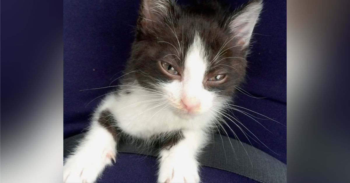 保護された『ハチワレ子猫』が愛情たっぷりに育てられた結果→６年後…劇的なビフォーアフターに「目がとっても可愛い」「幸せなお顔してる」