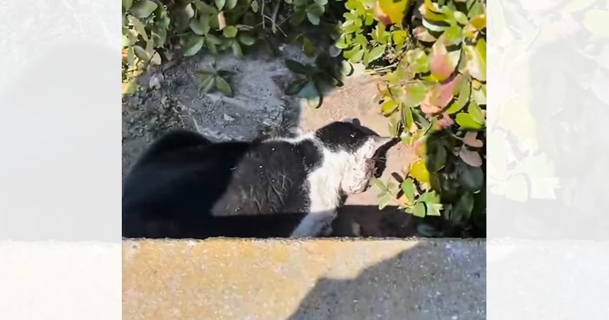 側溝でうずくまる『全身ボロボロの猫』が保護された結果…現在の様子に涙が止まらないと99万再生「とにかく涙が出る」「泣いてしまう」