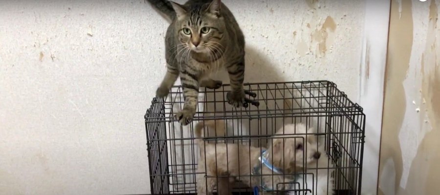 出動します！猫ちゃんの犬小屋調査隊♡