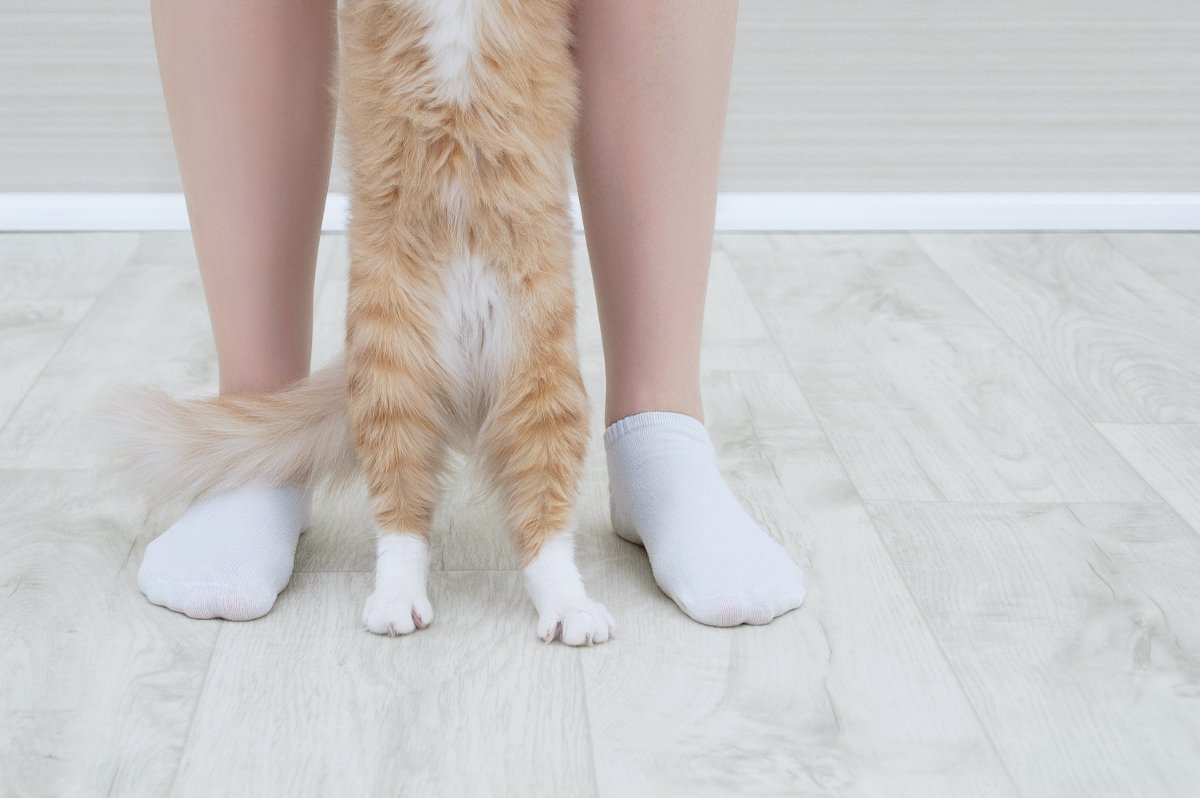 『靴下猫』と呼ばれる猫たちの特徴4選　どうして足先だけ白いの？模様の仕組みを解説
