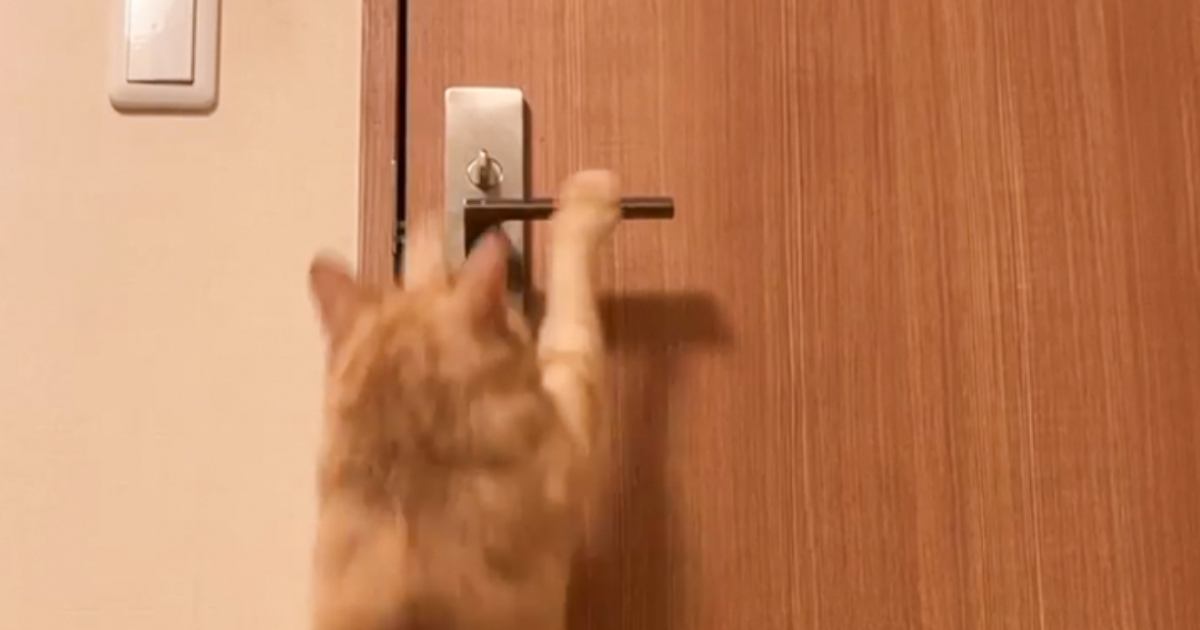疲れて横になっていた飼い主さん→猫に癒してもらおうと思ったら…予想外の行動に涙が止まらないと28万再生「すごい特技ｗ」「笑っちゃった」