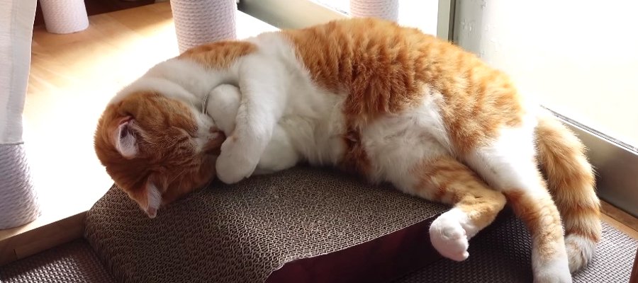 おやつを食べている間に出かけてしまった飼い主さんたち…。対する猫ちゃんの可愛い仕返しとは？