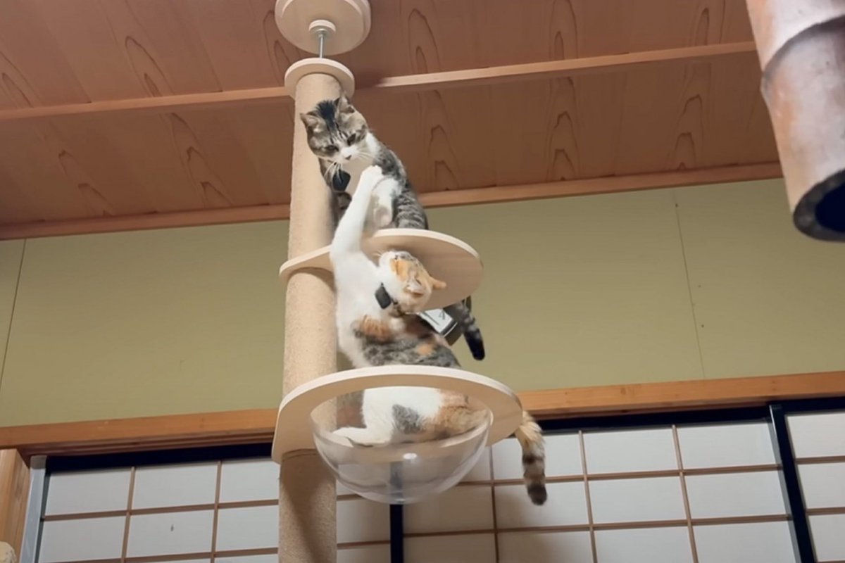 『お転婆すぎる姉妹猫』がキャットタワーで遊んでいたら…想像を超える『まさかの瞬間』に爆笑の声続出「元気過ぎるｗ」「宙を舞ってるｗ」