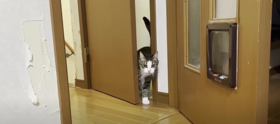 あなたはどんな開けゴマ？タイプ別「猫ちゃんのドアの開き方」